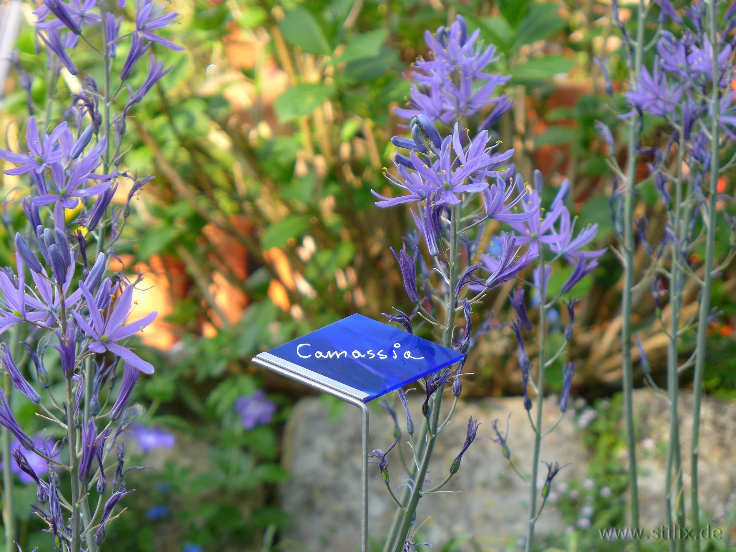 Datei fotos/garten-06.jpg wurde nicht gefunden.
