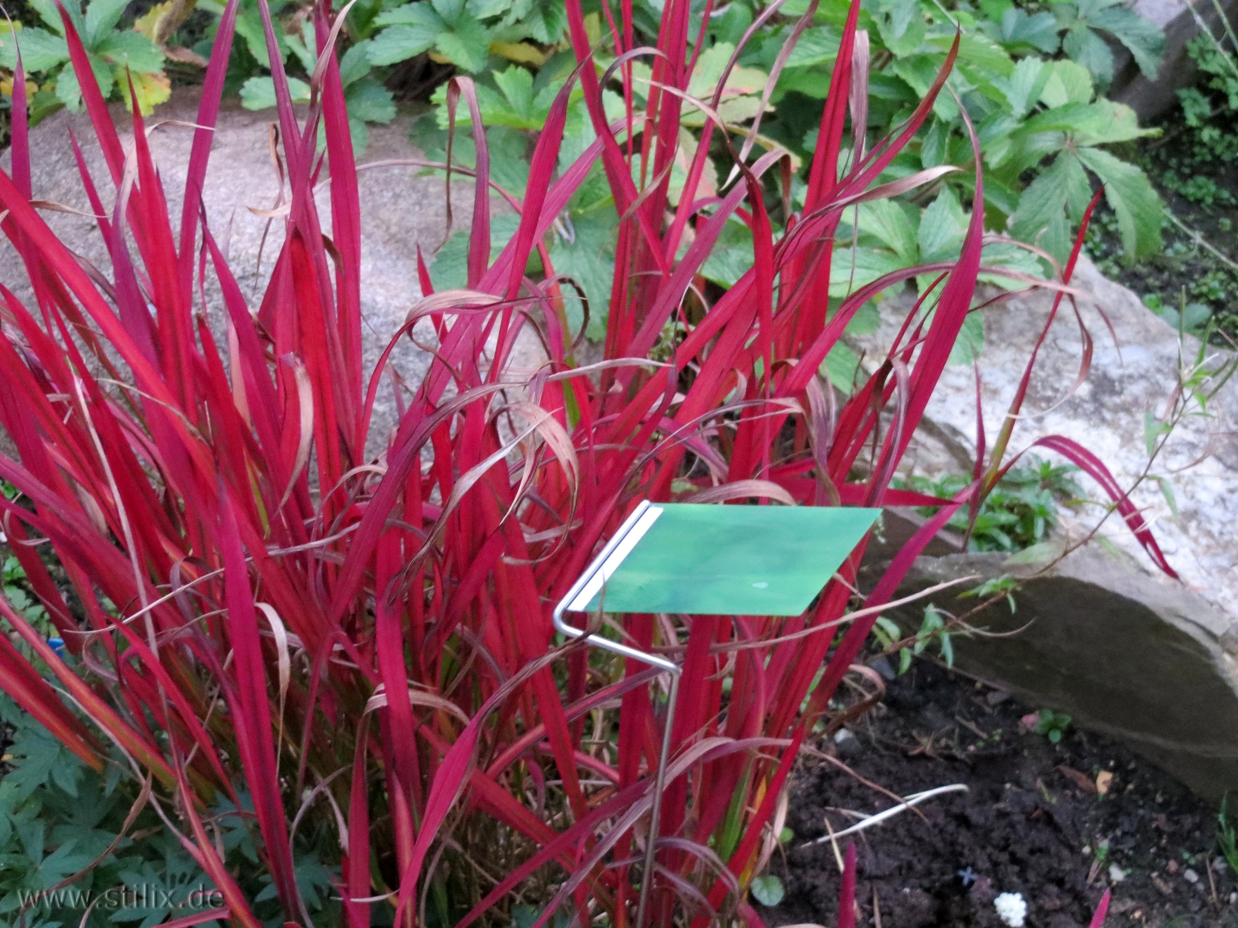 Datei fotos/garten-07.jpg wurde nicht gefunden.