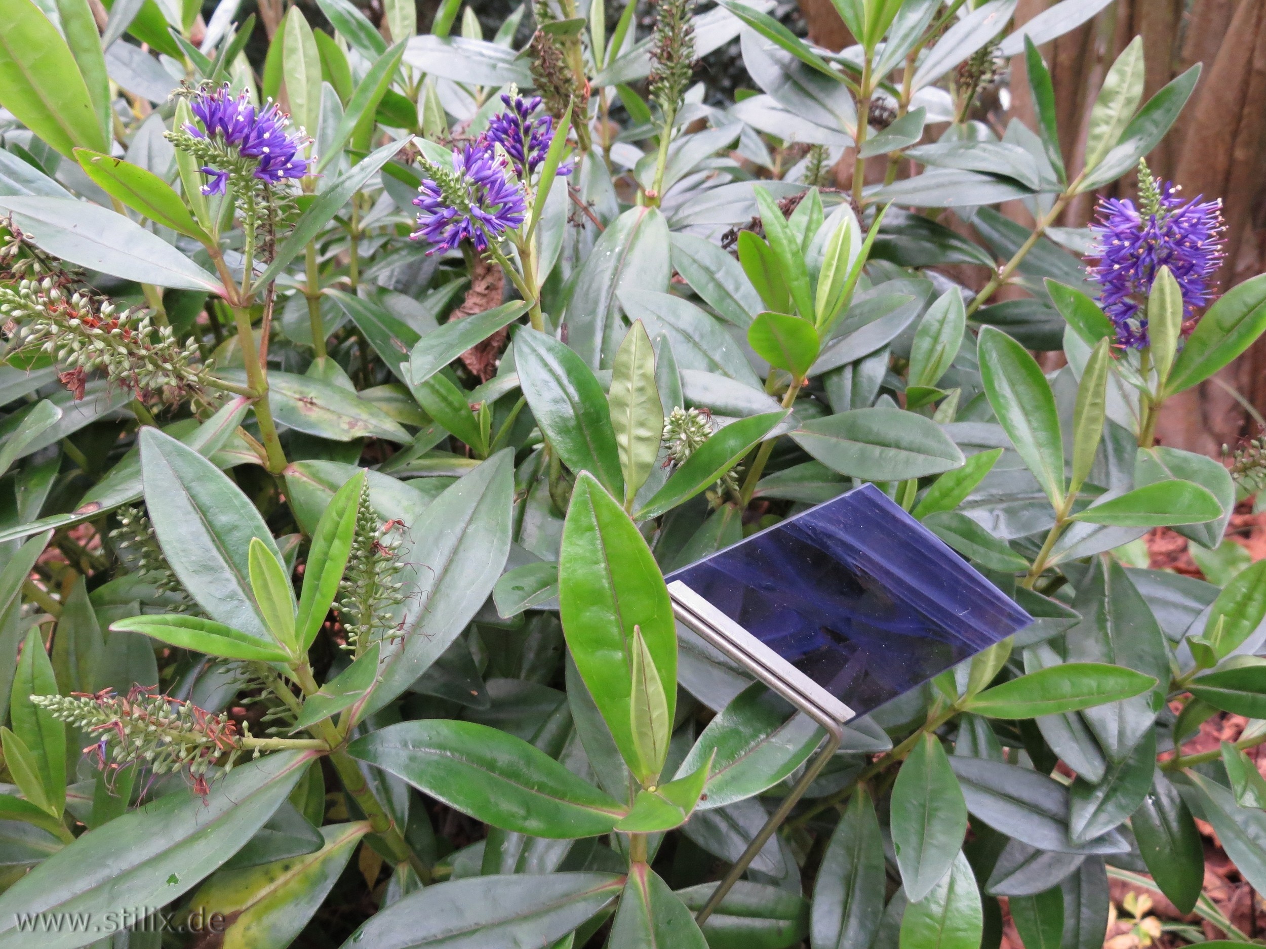 Datei fotos/garten-12.jpg wurde nicht gefunden.