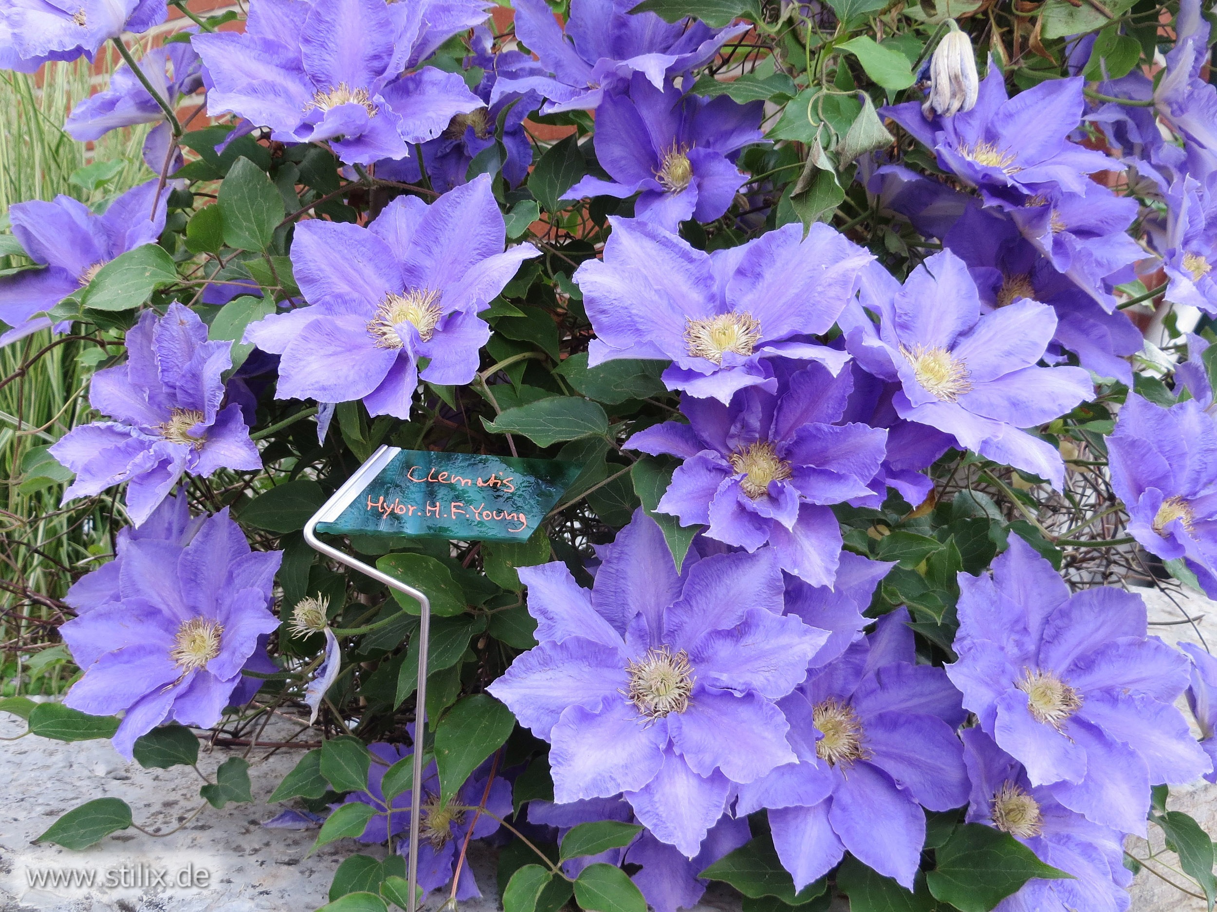 Datei pflanzenschilder/pflanzenschild-01.jpg wurde nicht gefunden.