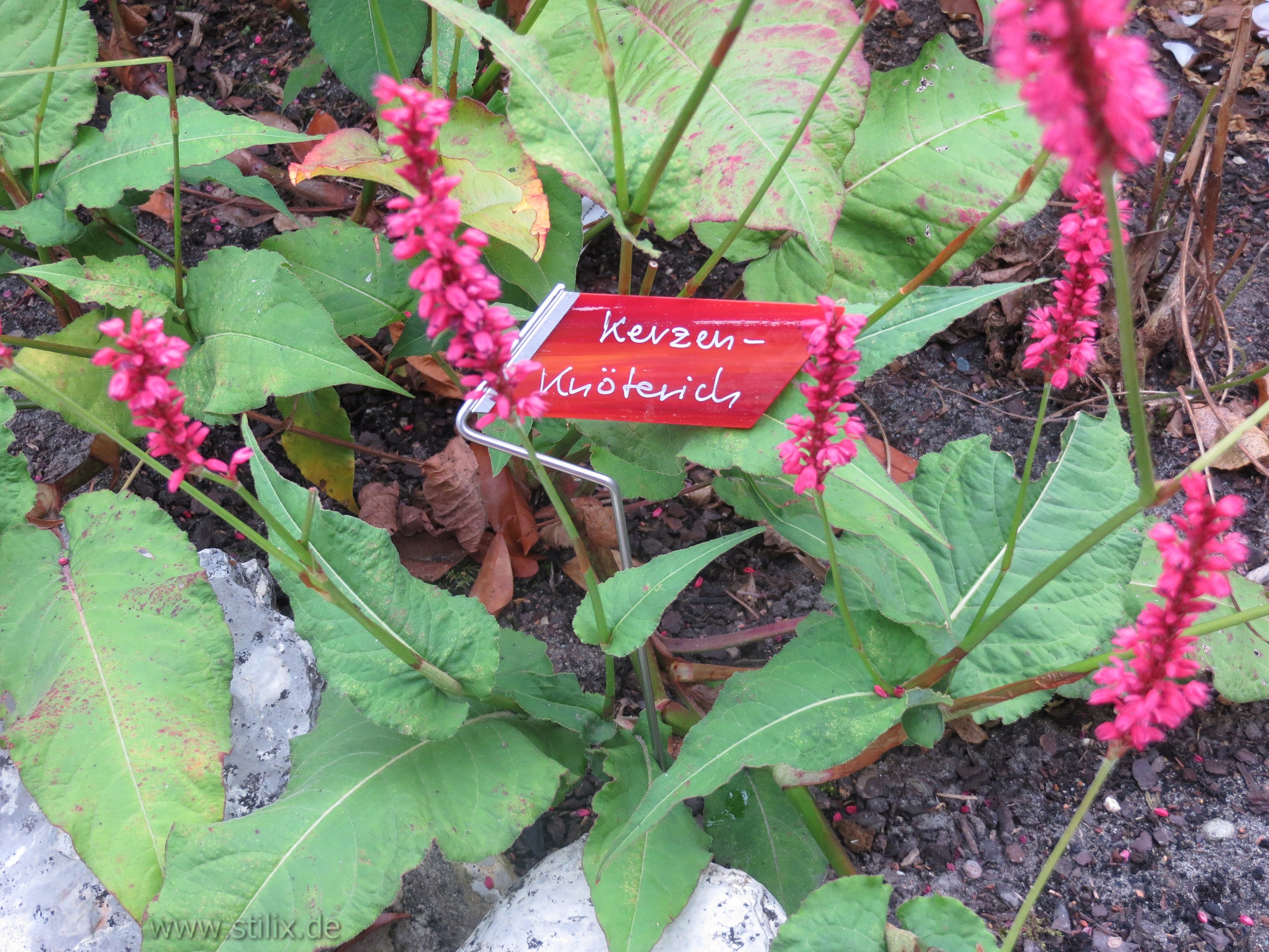 Datei pflanzenschilder/pflanzenschild-04.jpg wurde nicht gefunden.