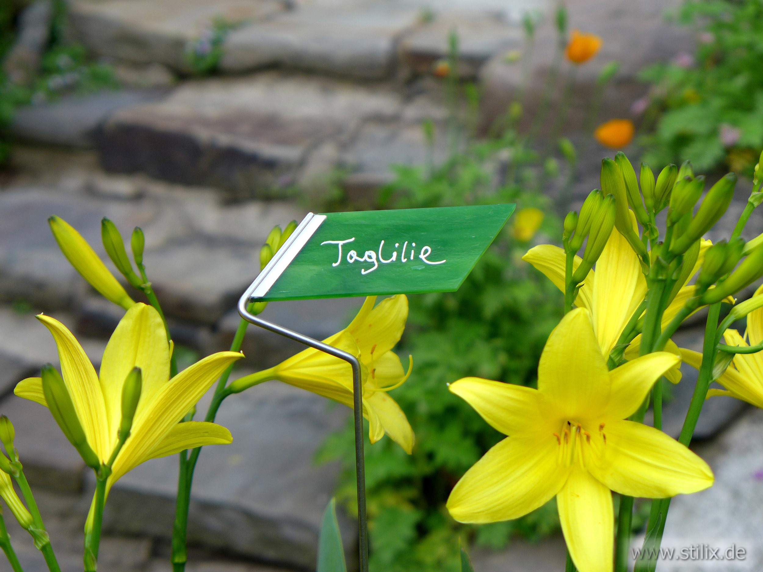 Datei pflanzenschilder/pflanzenschild-06.jpg wurde nicht gefunden.