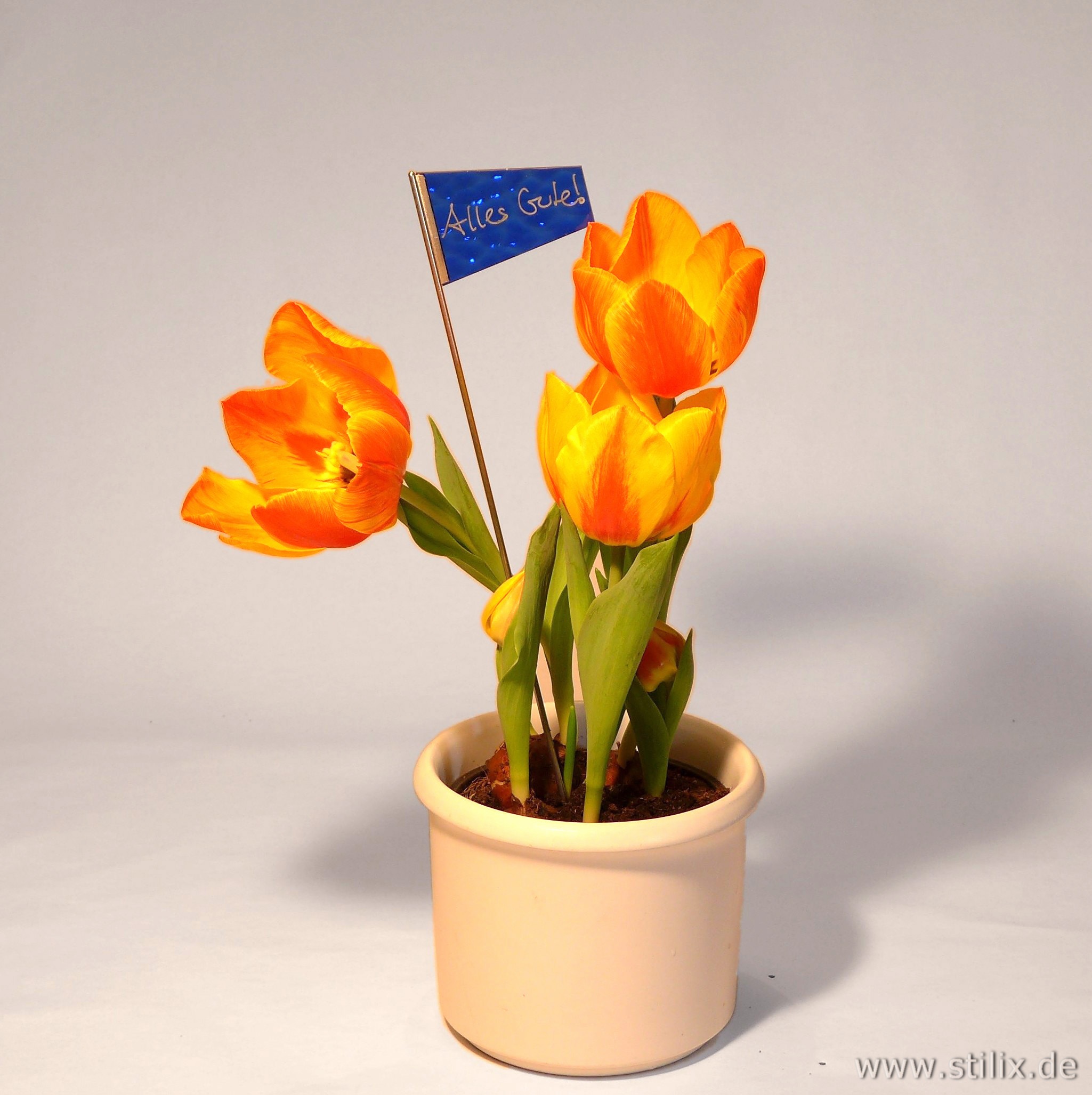 Datei preis-gruss/gruss-01.jpg wurde nicht gefunden.