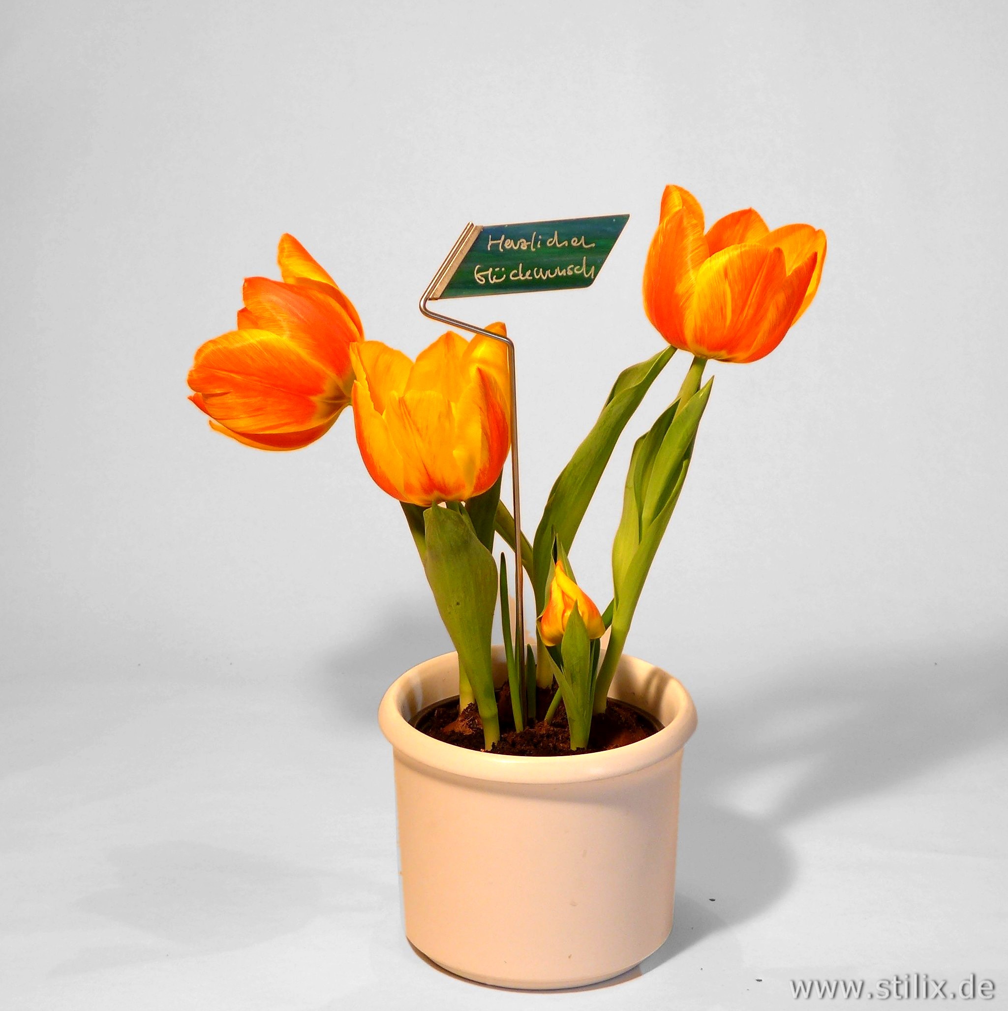 Datei preis-gruss/gruss-02.jpg wurde nicht gefunden.